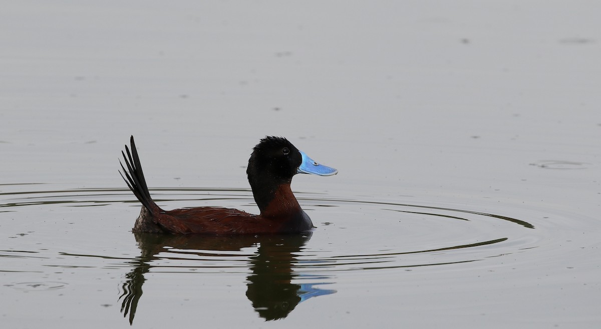 Andean Duck - ML205605611