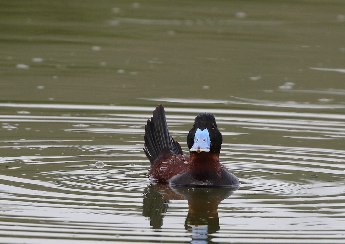 Andean Duck - ML205605621
