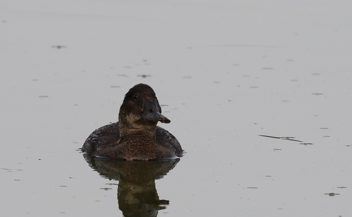 Andean Duck - ML205605631