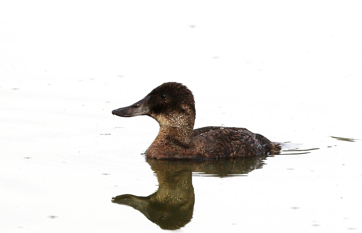 Andean Duck - ML205605641