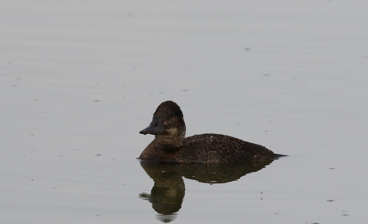 Andean Duck - ML205605651