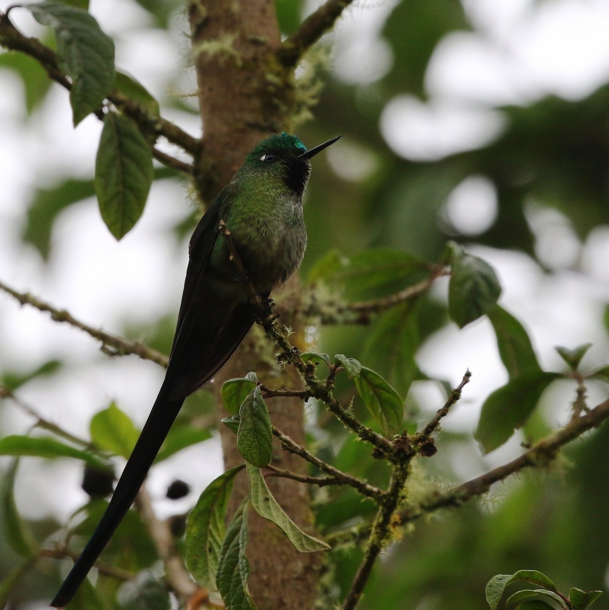 Long-tailed Sylph - ML205605901