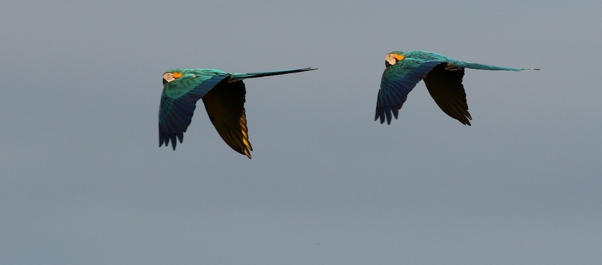 Blue-and-yellow Macaw - Richard Greenhalgh