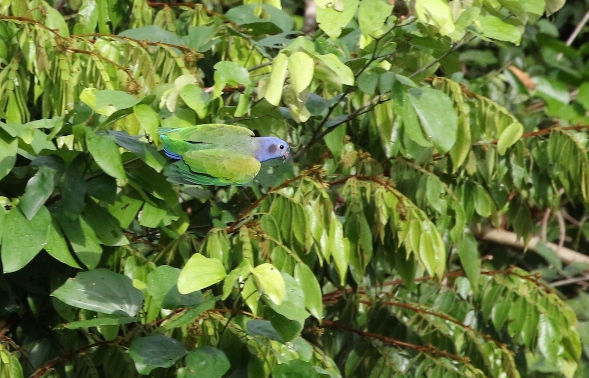 Blue-headed Parrot (Blue-headed) - Richard Greenhalgh