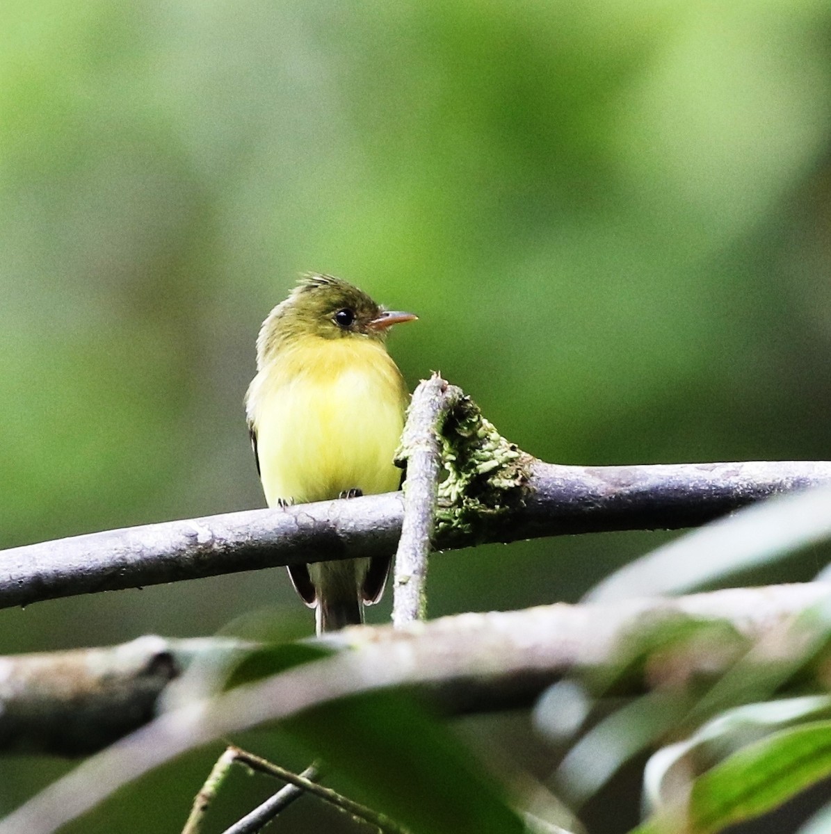 Tufted Flycatcher (South American) - Richard Greenhalgh