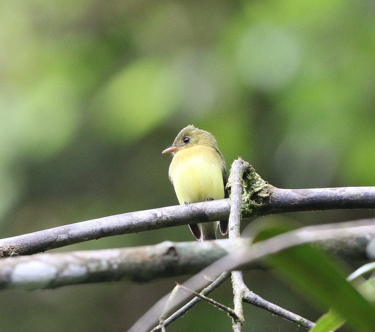 Tufted Flycatcher (South American) - ML205607521