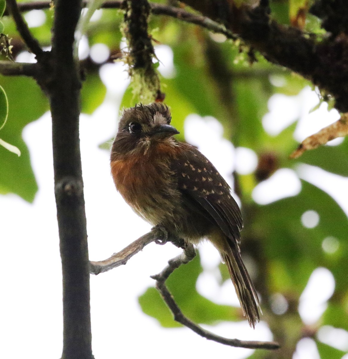 Moustached Puffbird - Richard Greenhalgh