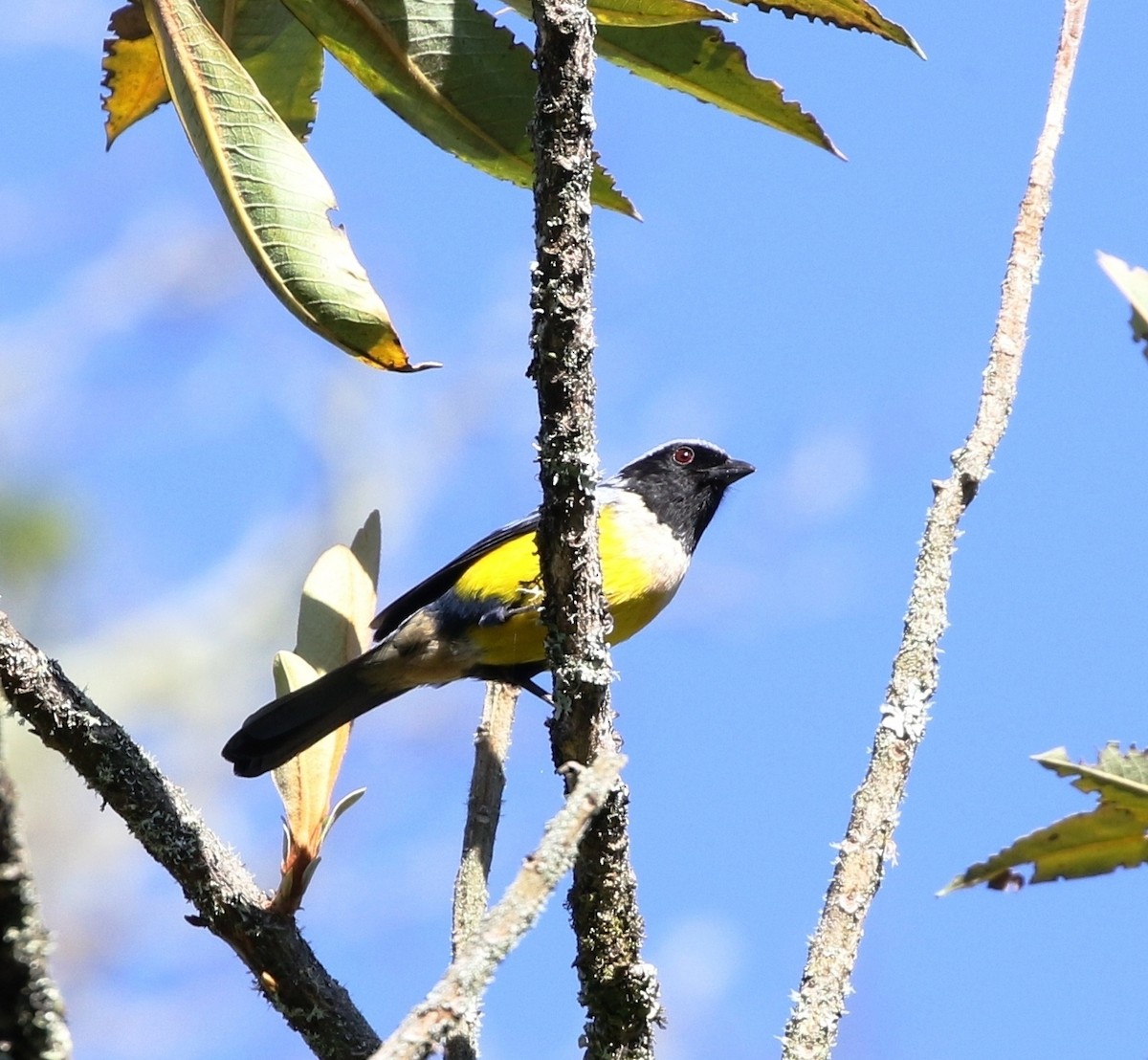 Buff-breasted Mountain Tanager (Buff-breasted) - Richard Greenhalgh