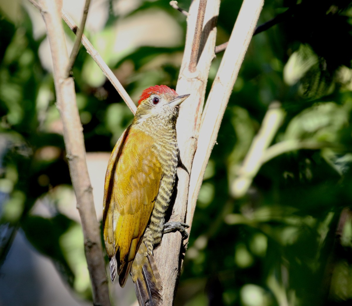 Bar-bellied Woodpecker - Richard Greenhalgh
