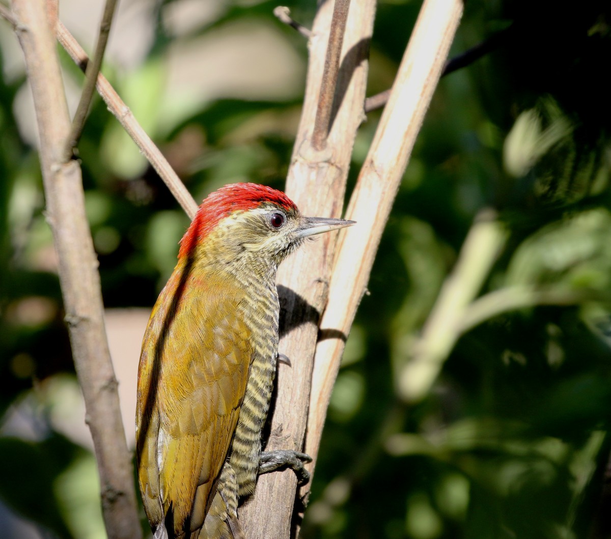 Bar-bellied Woodpecker - ML205607831