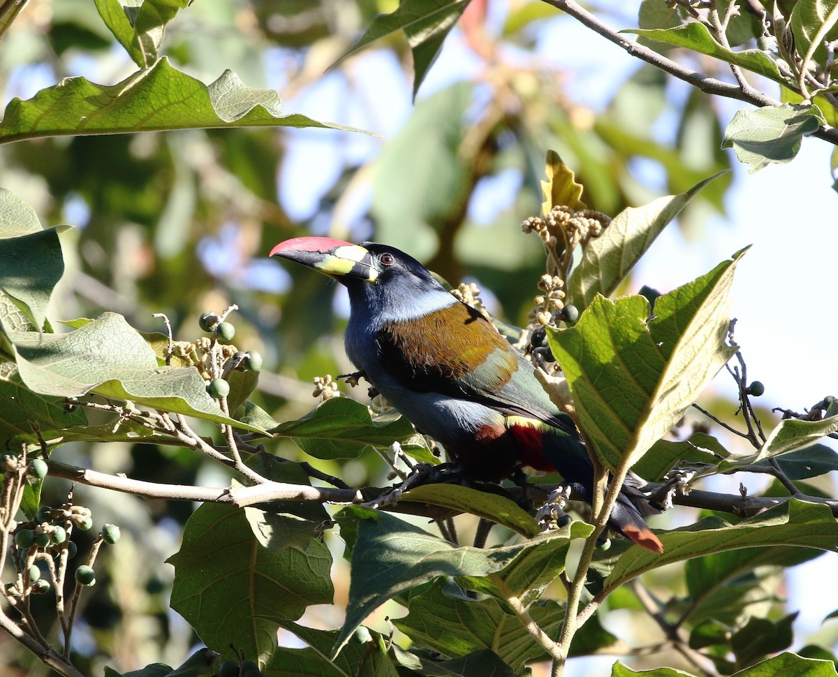 Gray-breasted Mountain-Toucan - Richard Greenhalgh