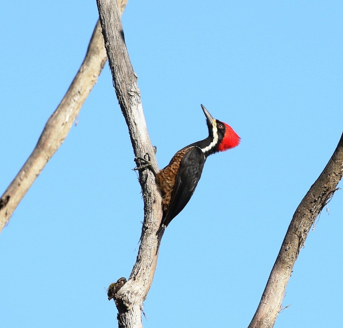 Powerful Woodpecker - Richard Greenhalgh