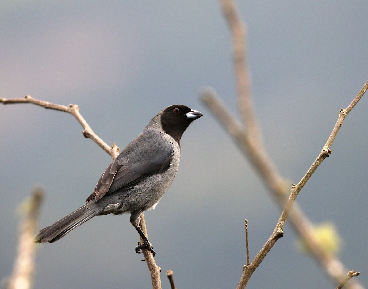 Black-faced Tanager - ML205608051