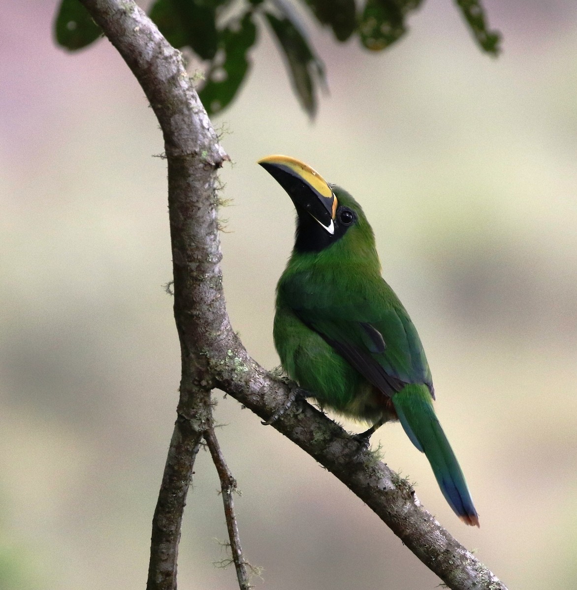 Southern Emerald-Toucanet (Black-throated) - ML205608061