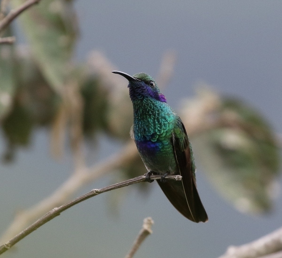 kolibřík modrolící - ML205608071