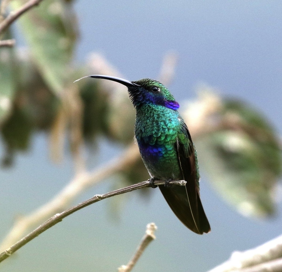 kolibřík modrolící - ML205608081
