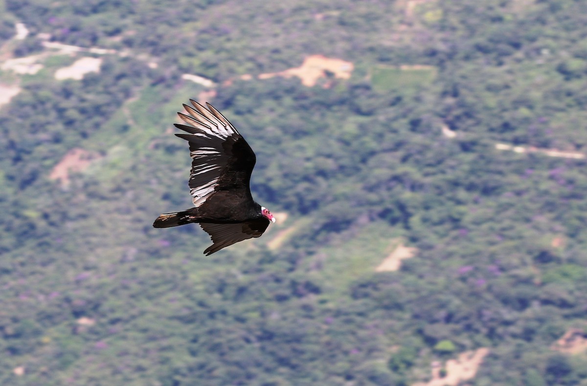 Turkey Vulture (Tropical) - Richard Greenhalgh