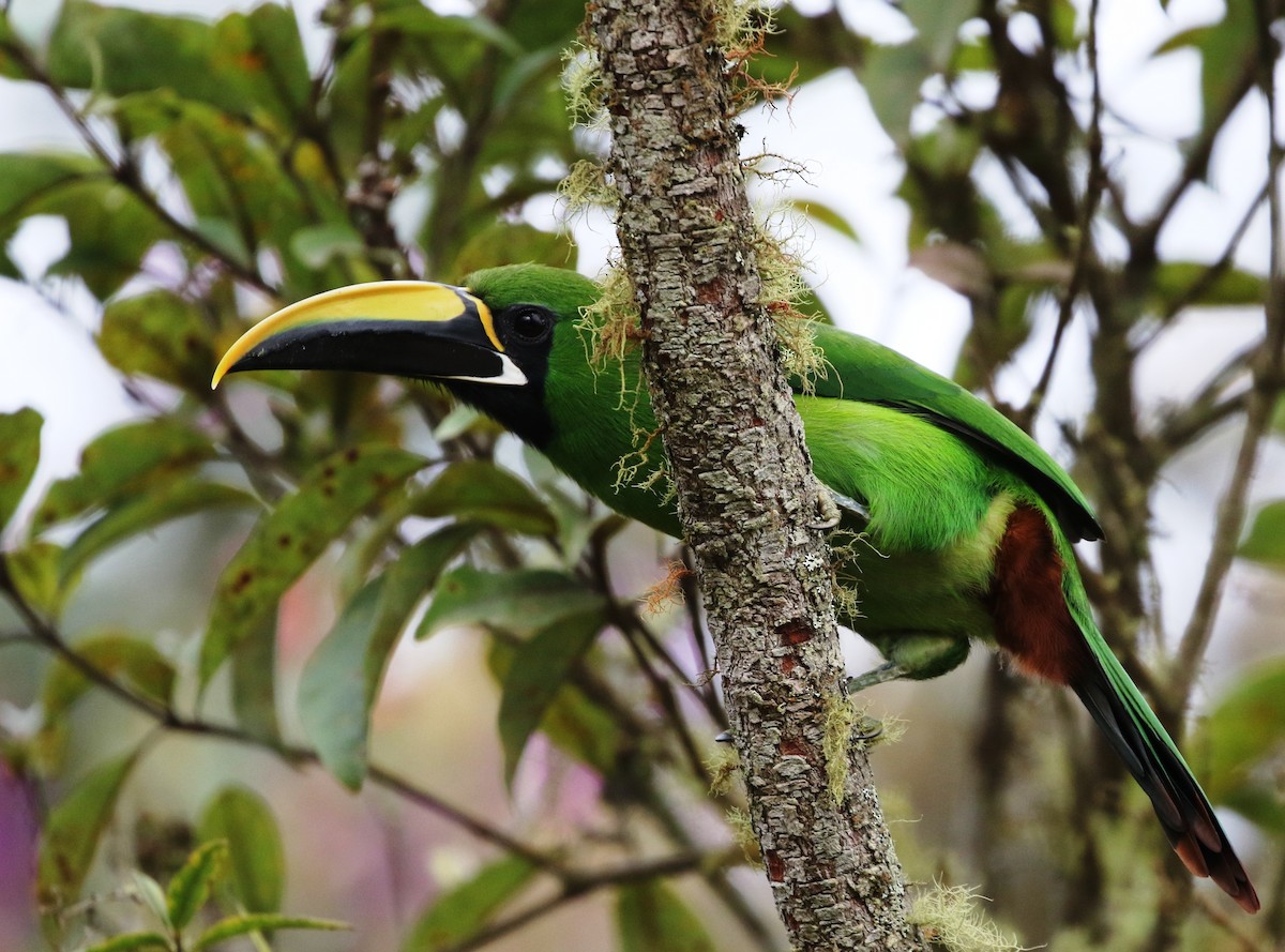 Southern Emerald-Toucanet (Black-throated) - ML205608251