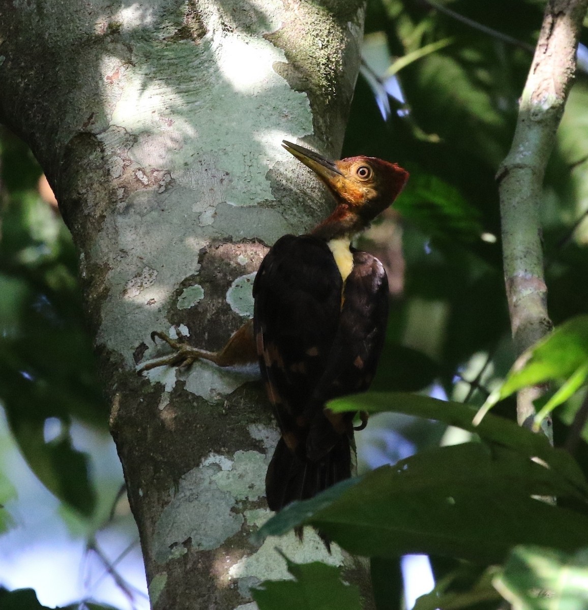 Orange-backed Woodpecker - Richard Greenhalgh