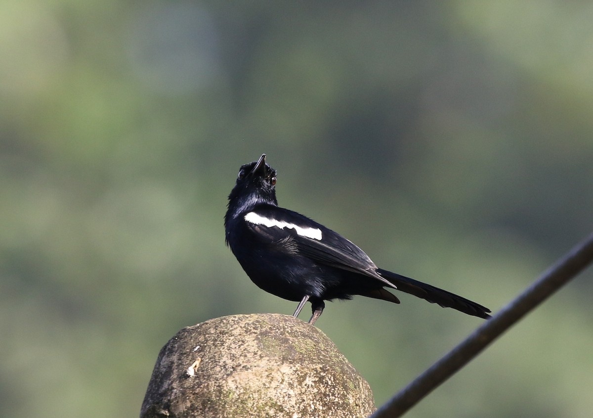 Oriental Magpie-Robin (Black) - Richard Greenhalgh
