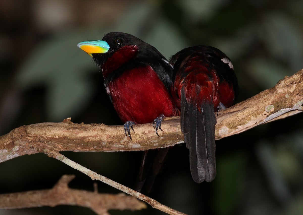 Black-and-red Broadbill (Black-and-red) - Richard Greenhalgh