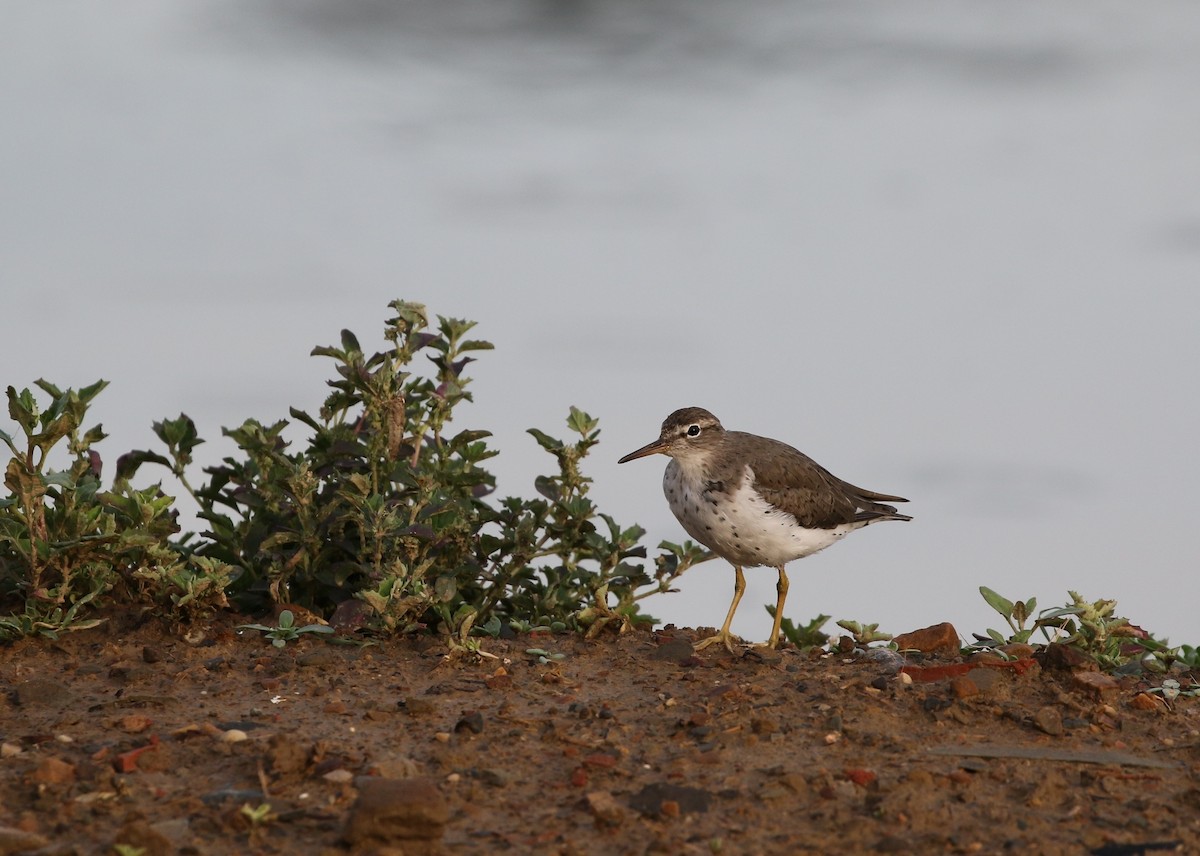 Spotted Sandpiper - Richard Greenhalgh