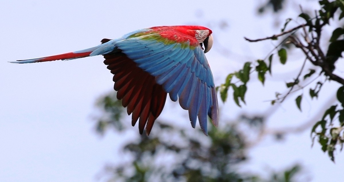 Red-and-green Macaw - ML205608881