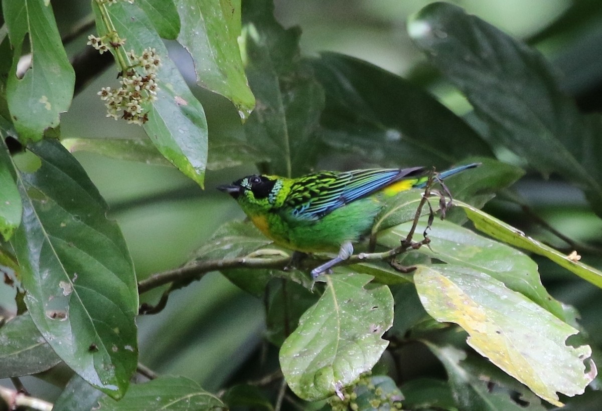 Green-and-gold Tanager - ML205609321