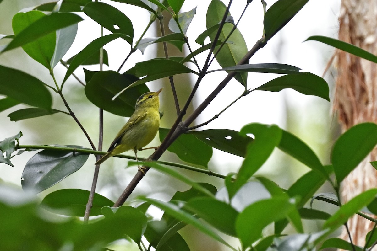 Sulphur-breasted Warbler - Chun Fai LO