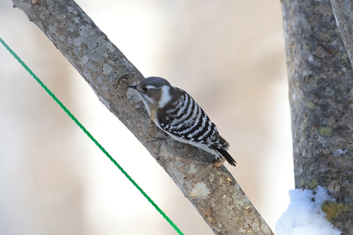 Japanese Pygmy Woodpecker - Chun Fai LO
