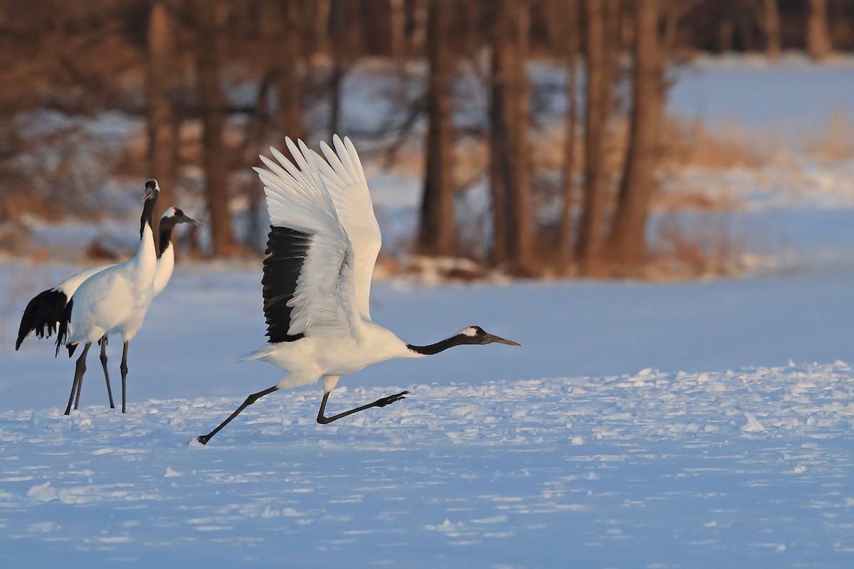 Red-crowned Crane - Chun Fai LO