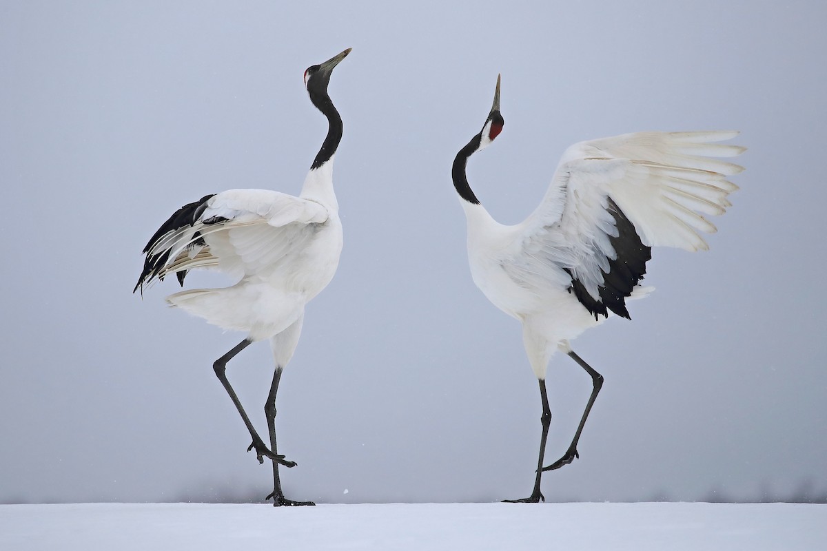 Red-crowned Crane - Chun Fai LO