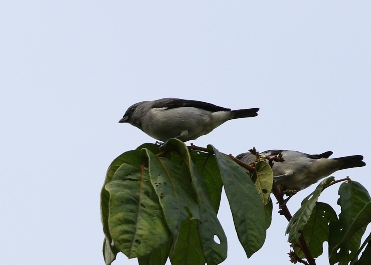 Plain-colored Tanager - Richard Greenhalgh