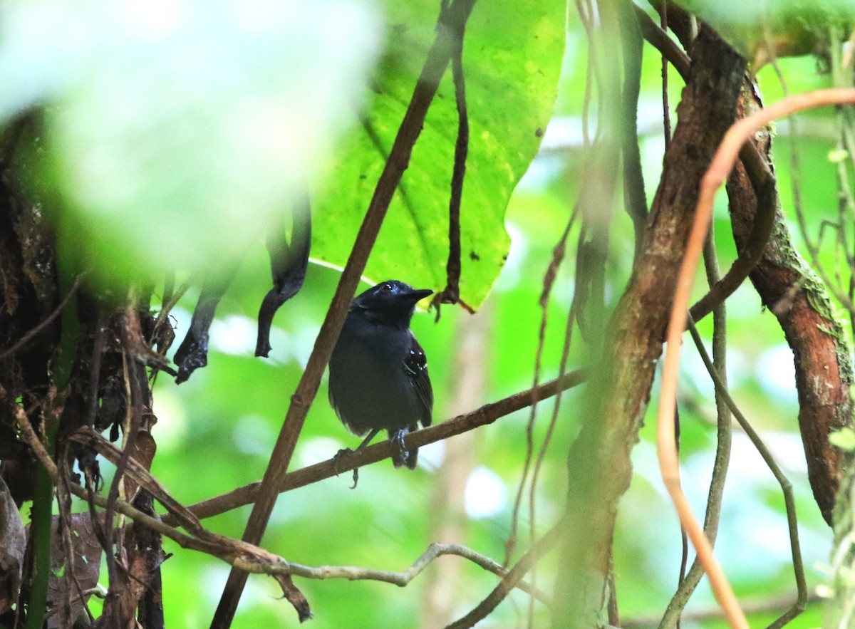 Chestnut-backed Antbird (Short-tailed) - Richard Greenhalgh