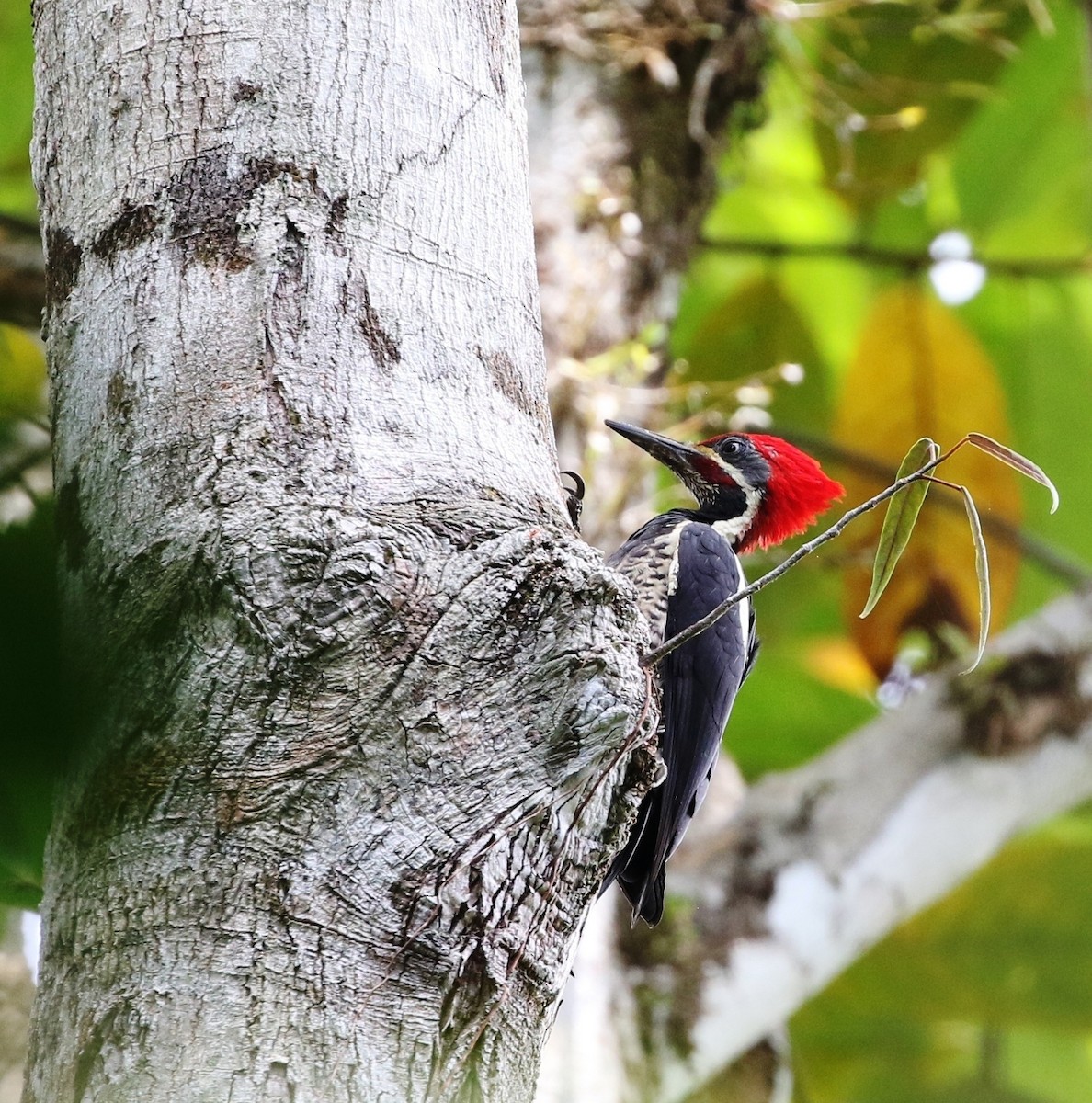 Lineated Woodpecker (Lineated) - Richard Greenhalgh
