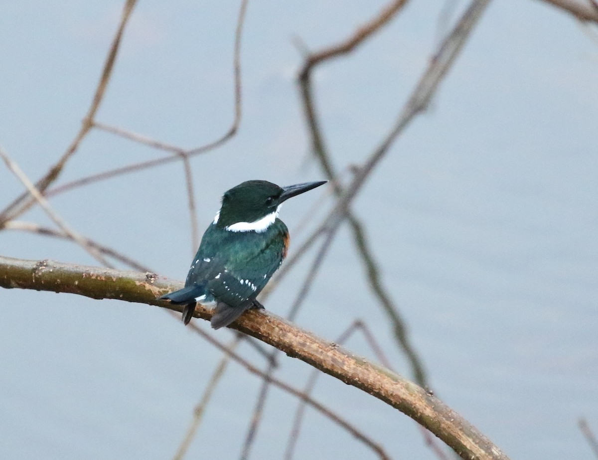 Green Kingfisher - Richard Greenhalgh