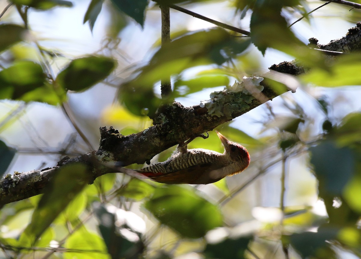 Red-rumped Woodpecker - Richard Greenhalgh