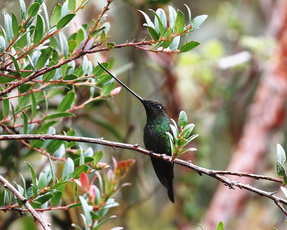Sword-billed Hummingbird - Richard Greenhalgh