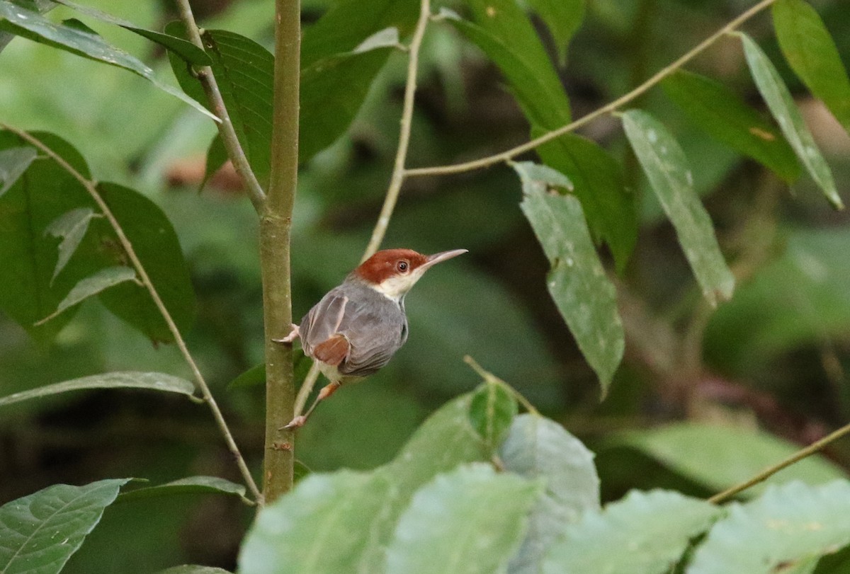 Rufous-tailed Tailorbird - Richard Greenhalgh