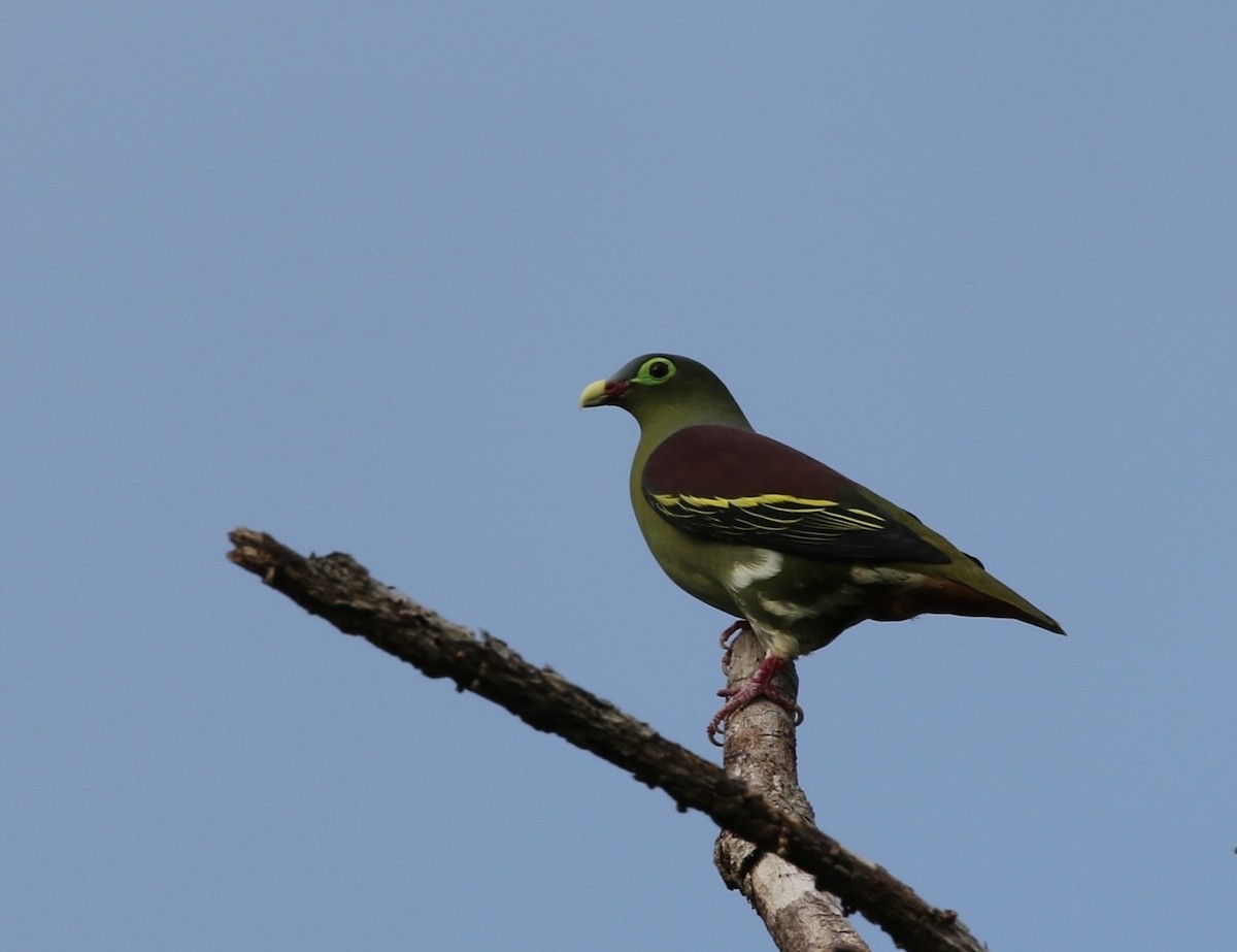 Thick-billed Green-Pigeon - Richard Greenhalgh
