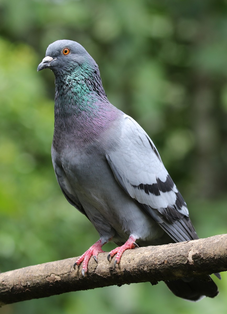 Rock Pigeon (Feral Pigeon) - Richard Greenhalgh