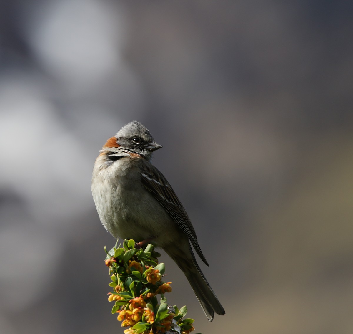 Rufous-collared Sparrow (Patagonian) - ML205611161