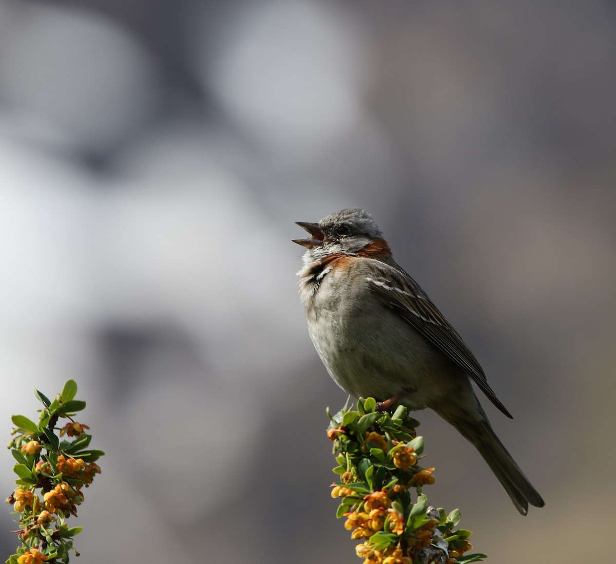 Rufous-collared Sparrow (Patagonian) - ML205611171