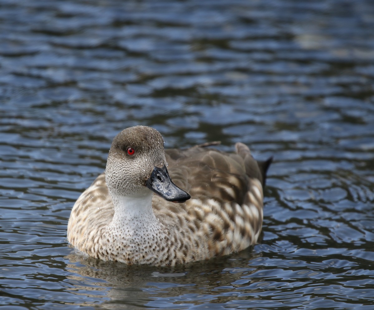 Crested Duck - Richard Greenhalgh