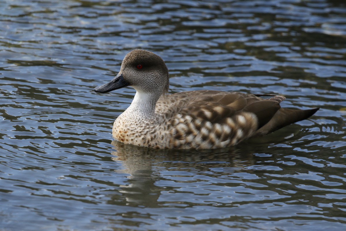 Crested Duck - ML205611251