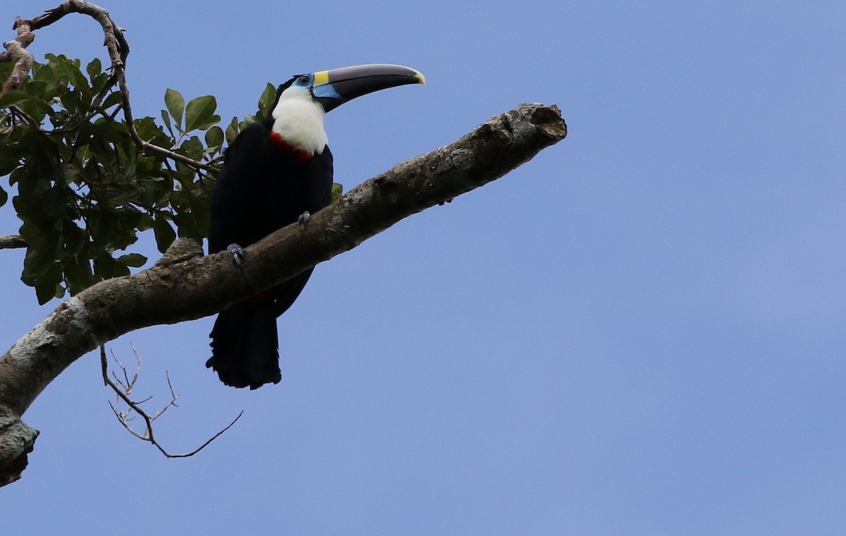 White-throated Toucan (Cuvier's) - ML205611561