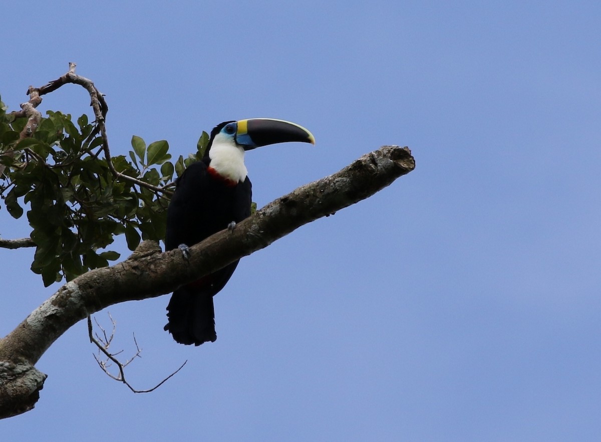 White-throated Toucan (Cuvier's) - ML205611571