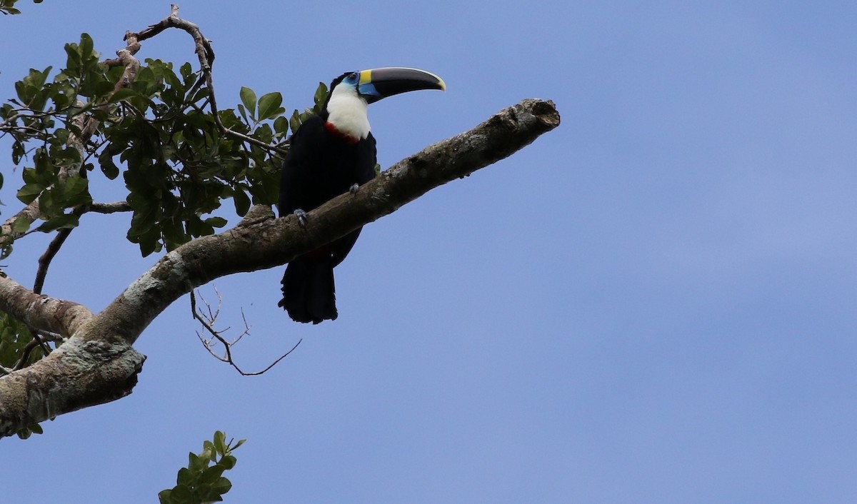 White-throated Toucan (Cuvier's) - ML205611581