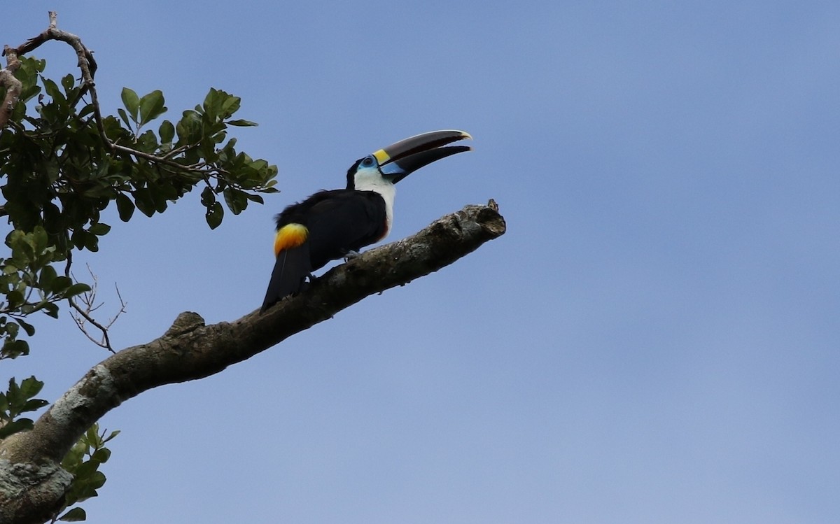 White-throated Toucan (Cuvier's) - ML205611611