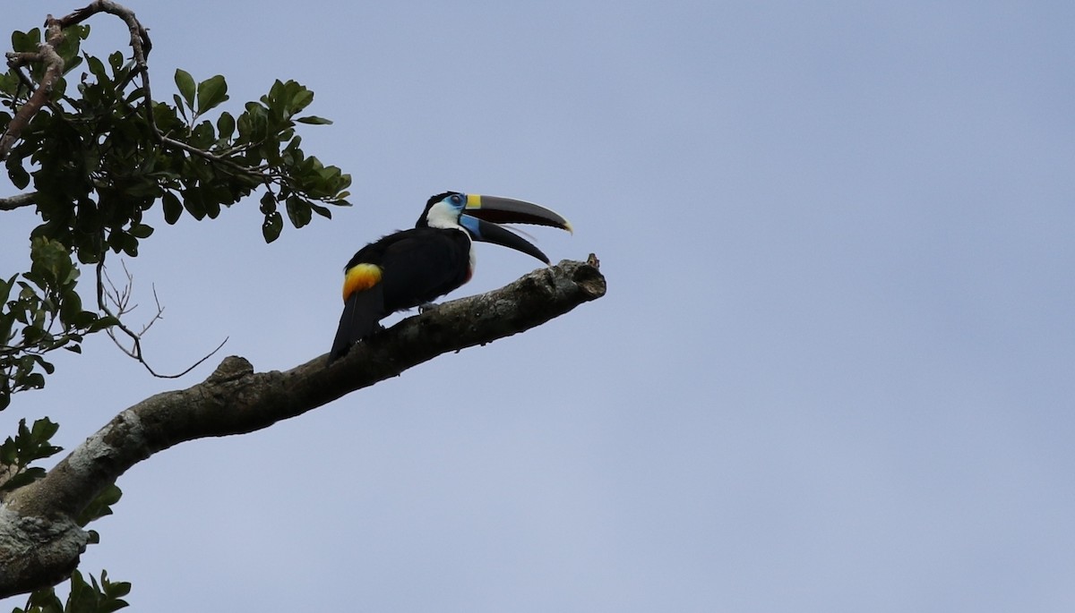 White-throated Toucan (Cuvier's) - ML205611631